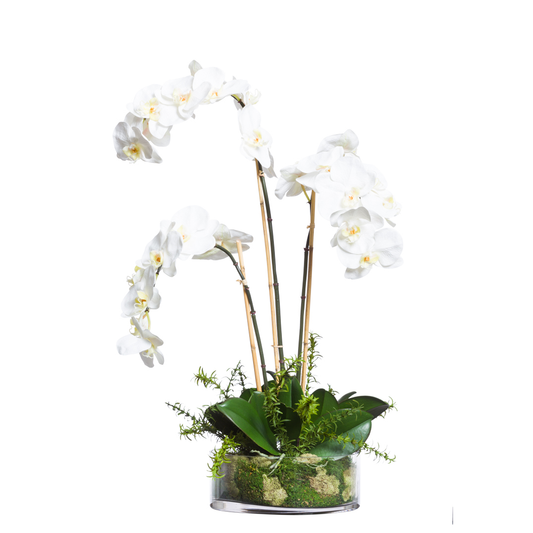 Orchid Phalaenopsis