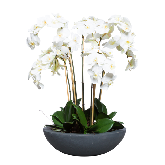 Orchid Phalaenopsis