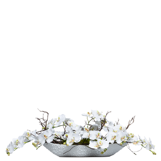 Orchid Phalaenopsis/Manz