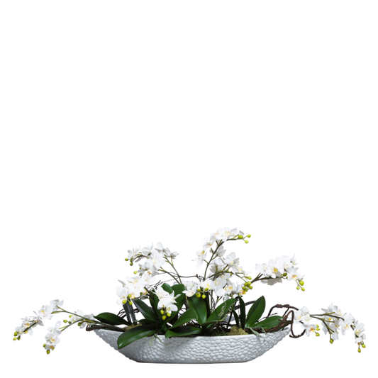 Orchid Phalaenopsis Mini
