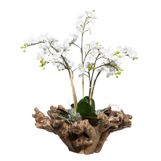 Orchid Phalaenopsis Mini