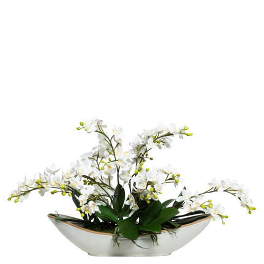 Orchid Phalaenopsis Mini