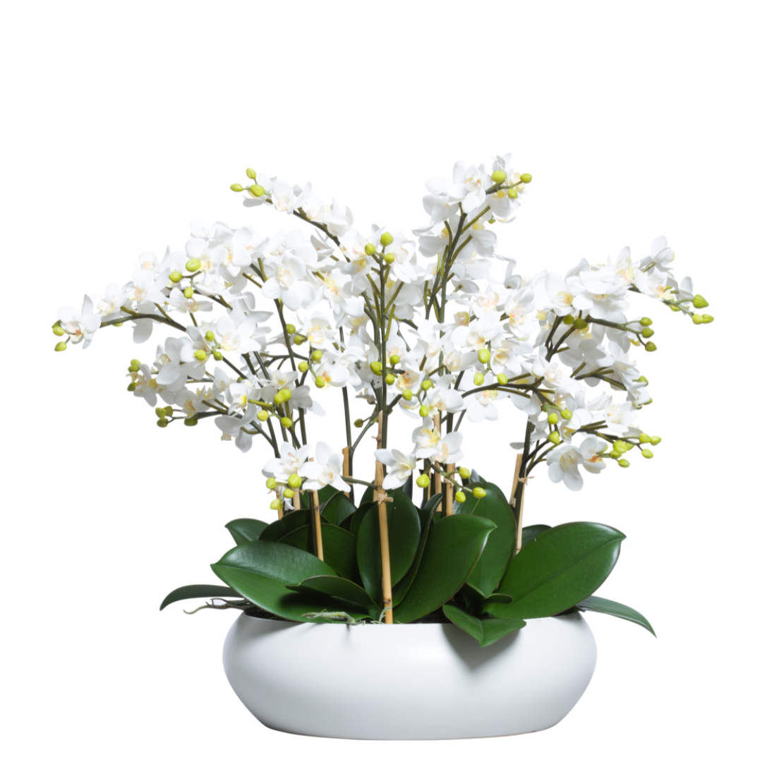 Orchid Phalaenopsis Mini