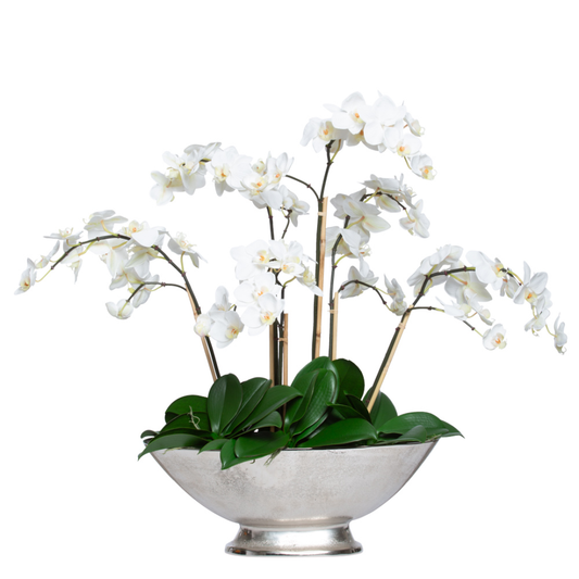 Orchid Phalaenopsis