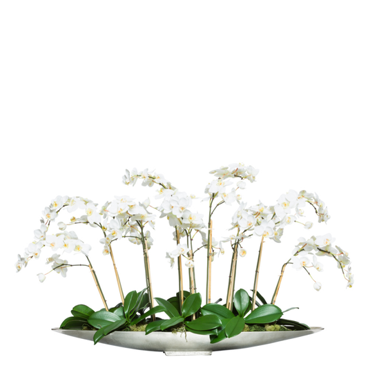 Orchid Phalaenopsis
