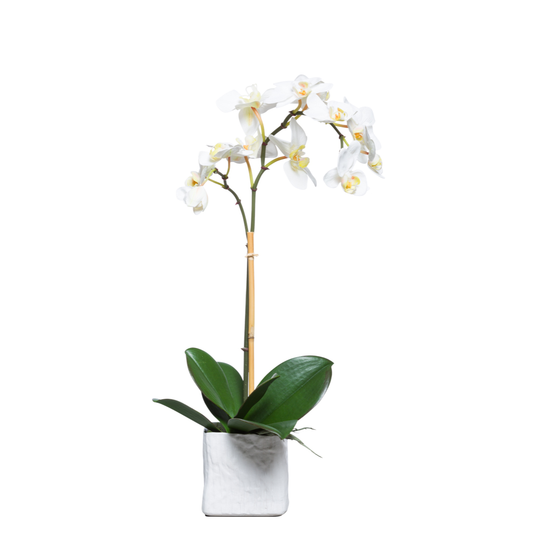 Orchid Phalaenopsis