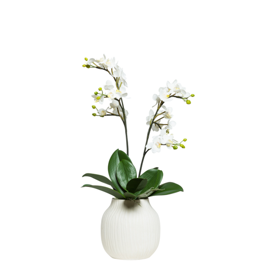 Orchid Phalaenopsis