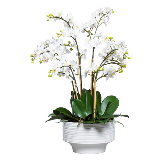 Orchid Phalaenopsis Mini
