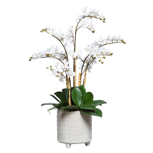 Orchid Phalaenopsis