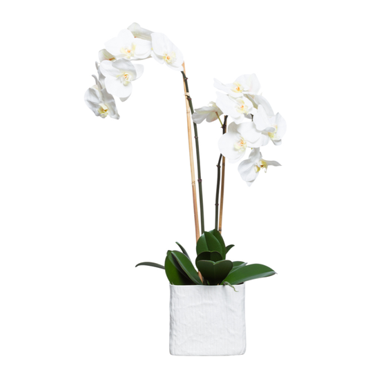 Orchid Phalaenopsis