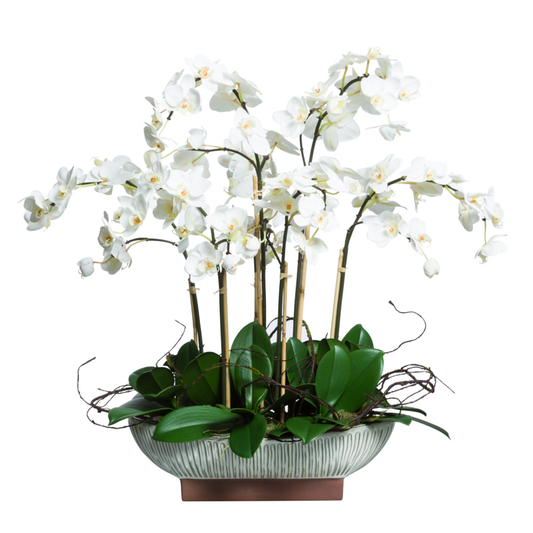 Orchid Phalaenopsis