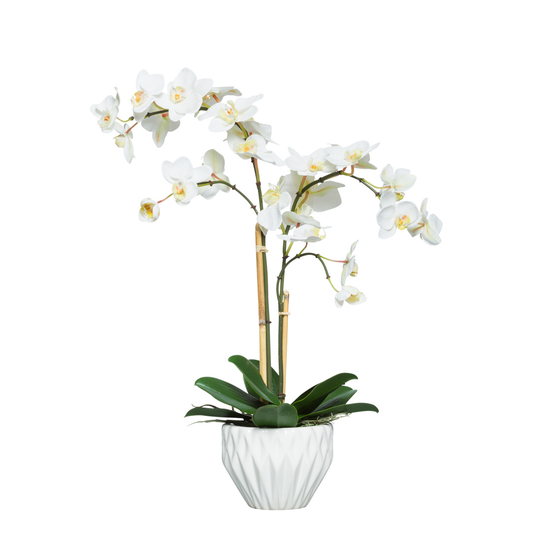 Orchid Phalaenopsis