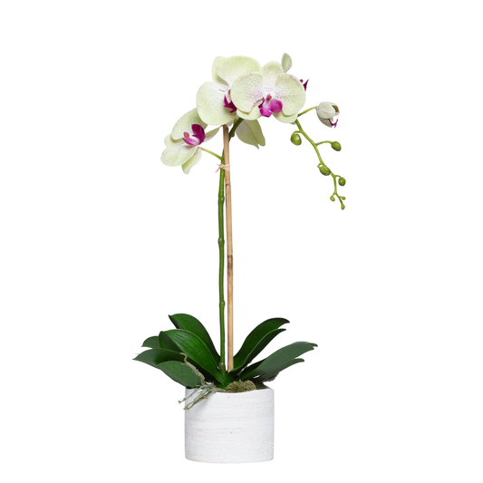 Orchid Phalaenopsis