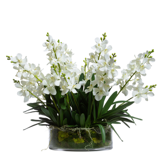 Orchid Vanda
