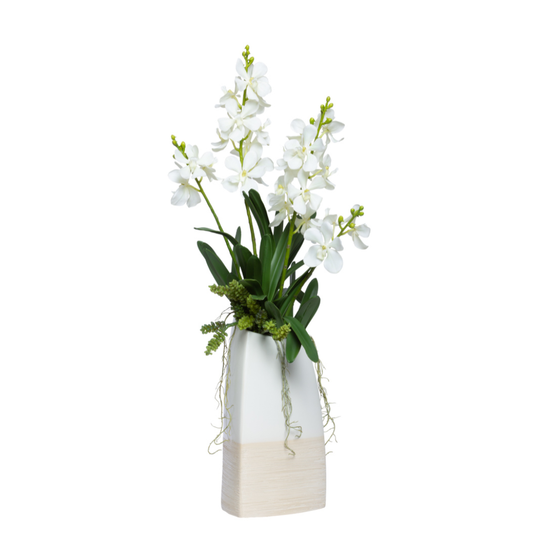 Orchid Vanda/Succulent