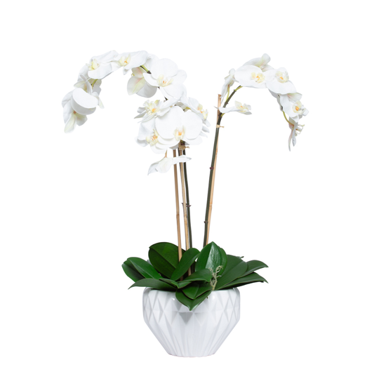 Orchid Phalaenopsis