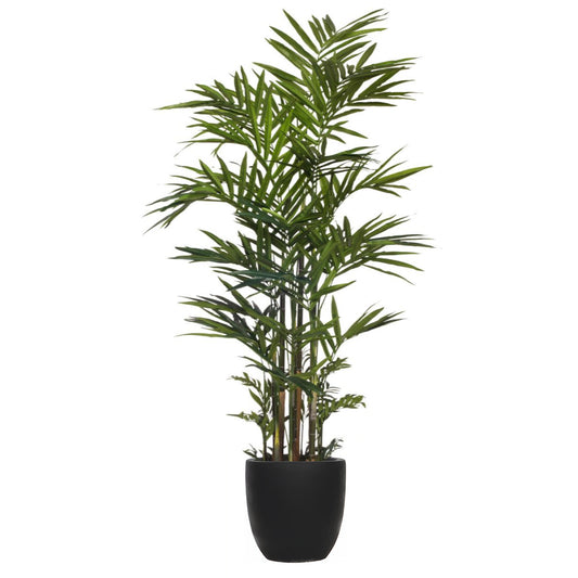 Palm Kentia Deluxe