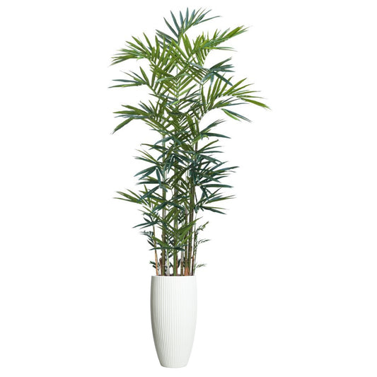 Palm Kentia Deluxe