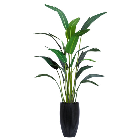 Palm Traveler's