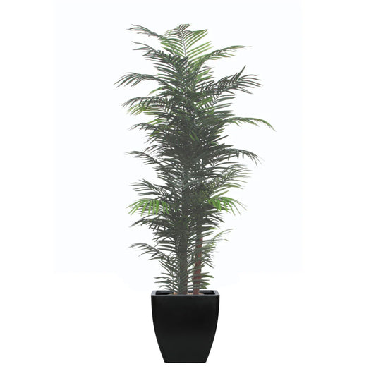 Palm Areca