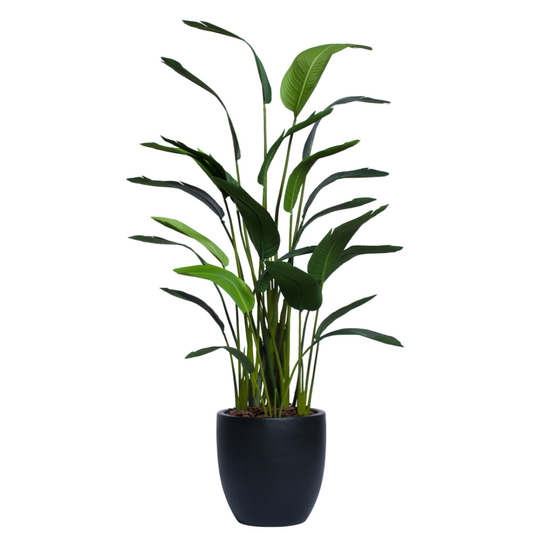 Palm Traveler's Deluxe