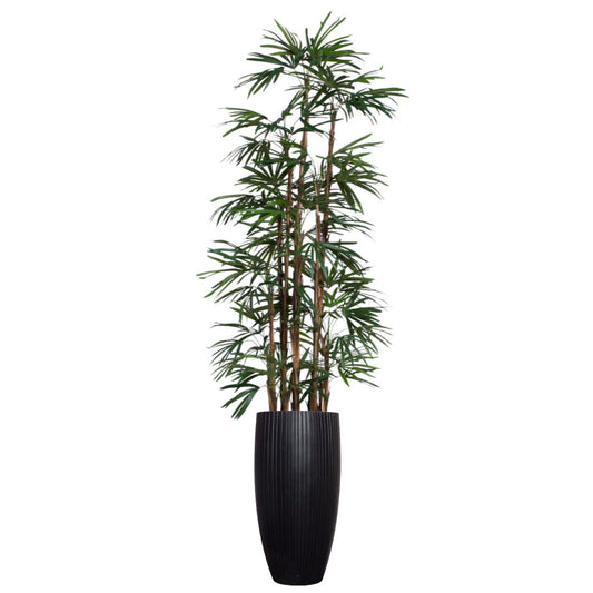Palm Lady Finger