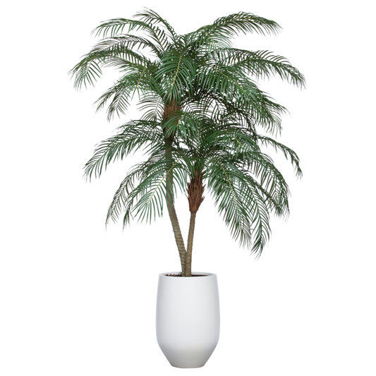 Palm Phoenix Deluxe UV