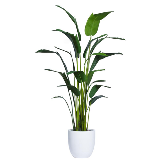 Palm Traveler's