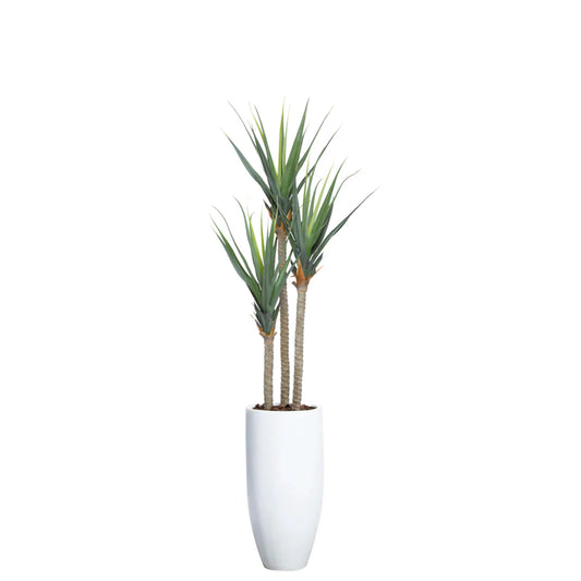 Pandanus UV