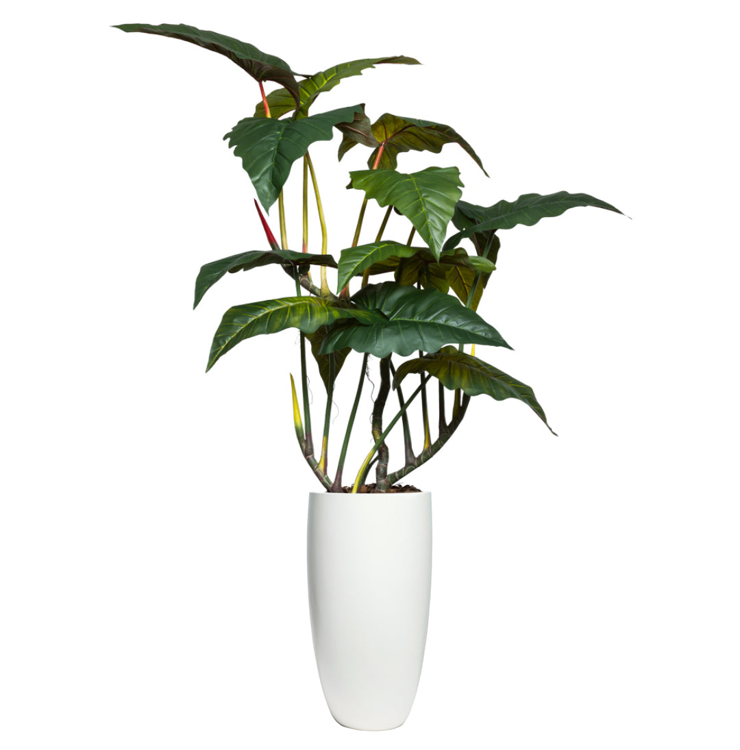 philodendron melanochrysum xl Philodendron melanochrysum variegata 