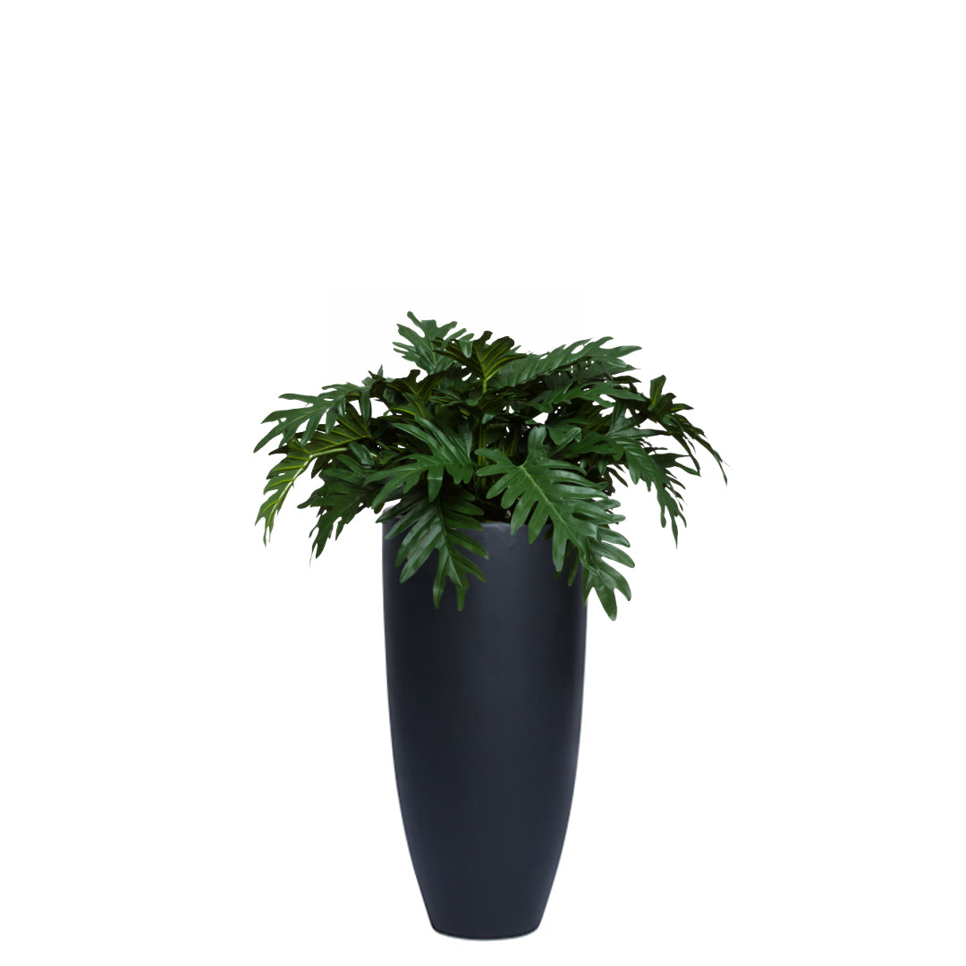 Philodendron Selloum UV