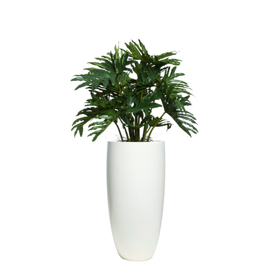 Philodendron Selloum UV