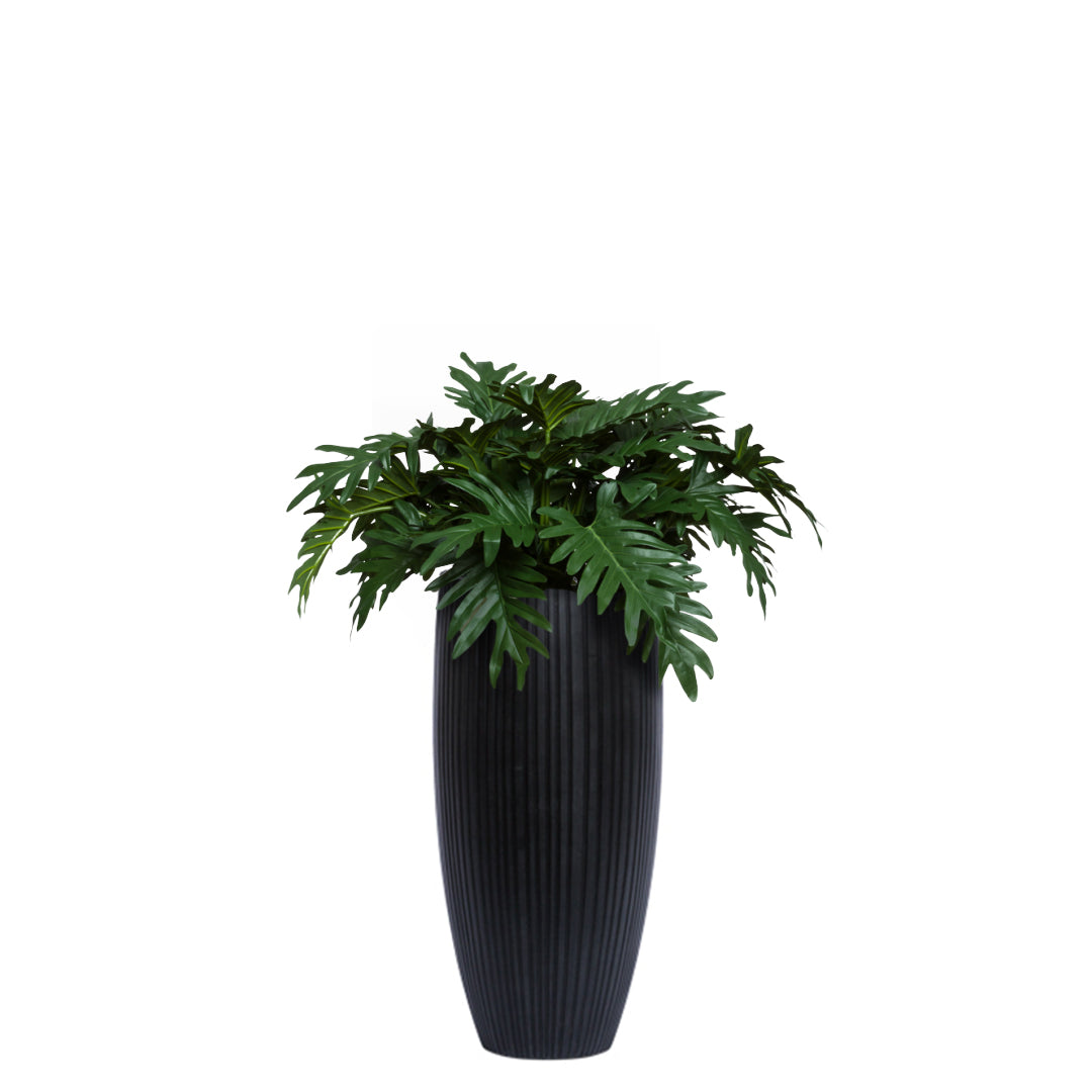 Philodendron Selloum UV