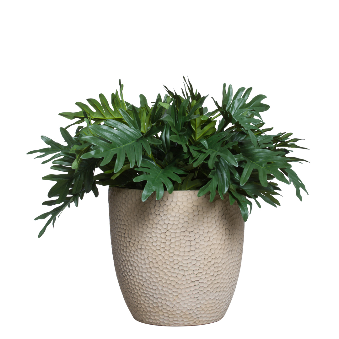 Philodendron Selloum UV