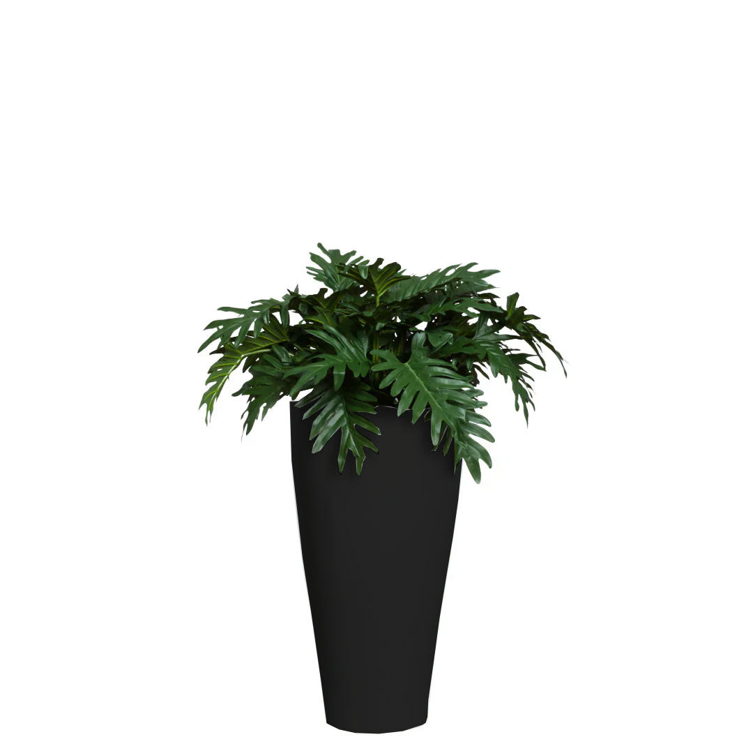Philodendron Selloum UV
