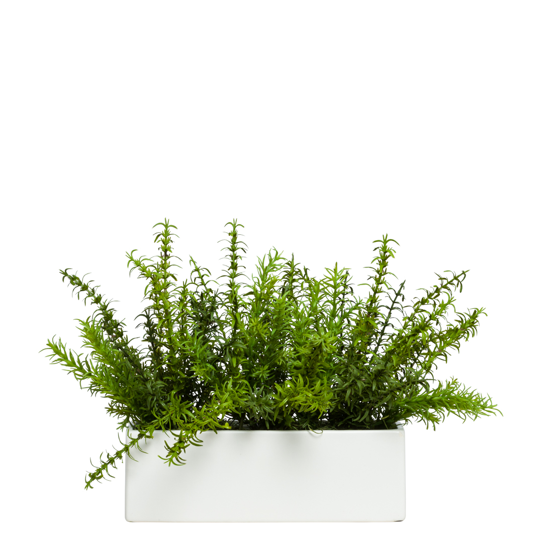 Rosemary