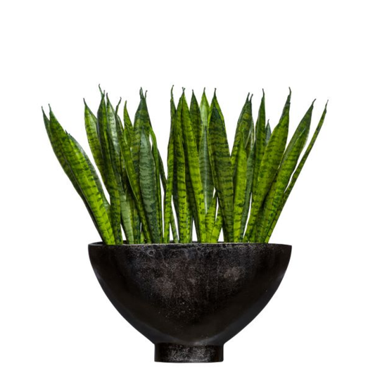 Sansevieria