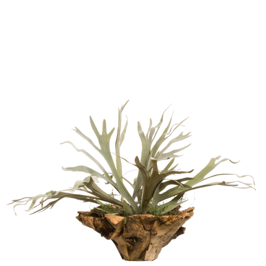 Staghorn