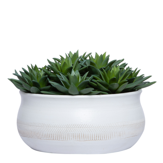 Succulent