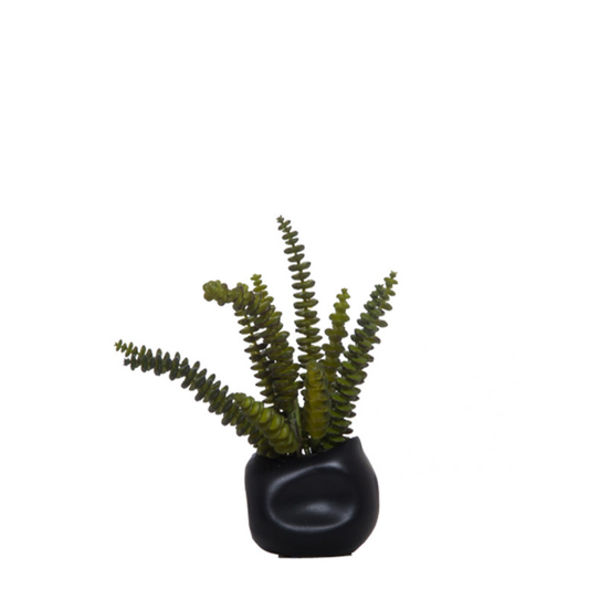 Succulent