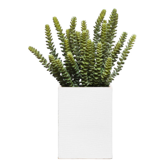 Succulent