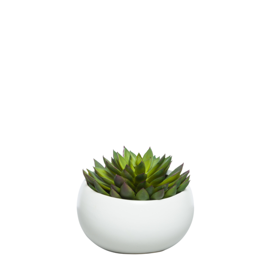 Succulent