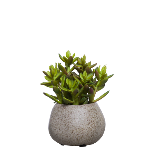 Succulent