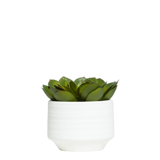 Succulent