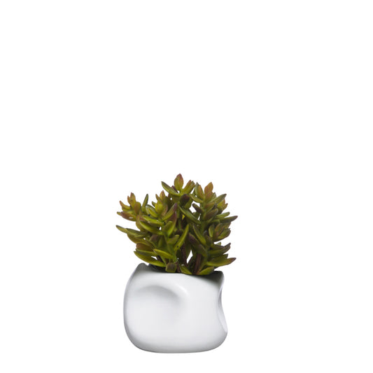 Succulent