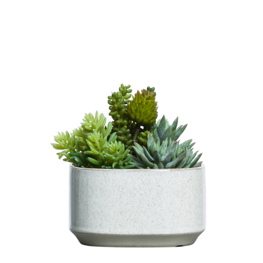 Succulent Mix