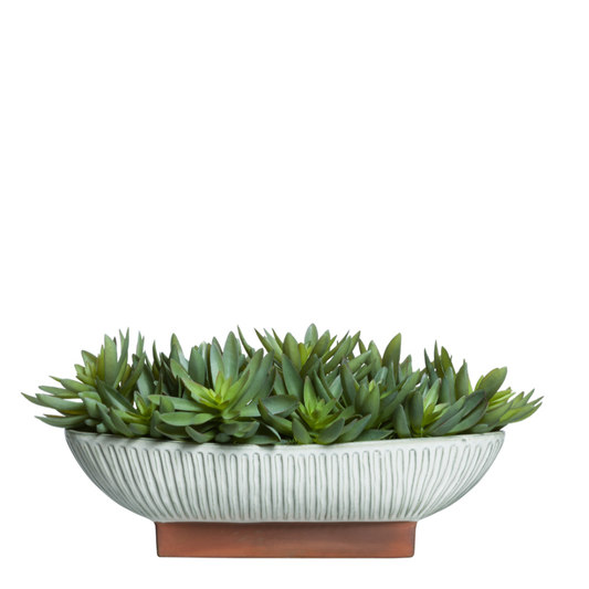 Succulent