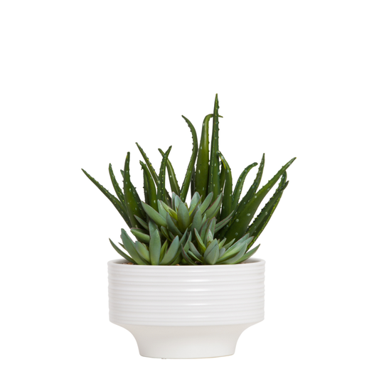 Aloe Mix