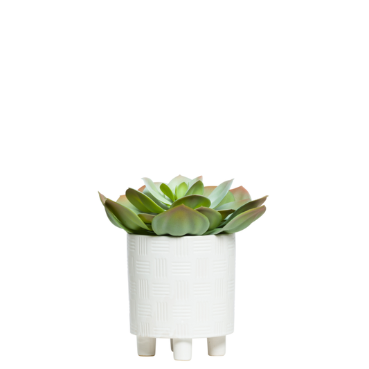 Echeveria