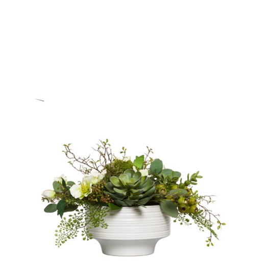 Succulent Fern Mix